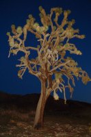 A Joshua tree, photographed at night, flash-illuminated