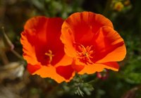 A pair of poppies, taken at the Antelope Valley Poppy Preserve